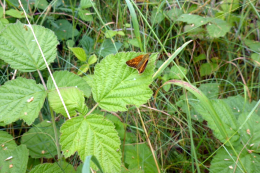 Kratzbeere (Rubus caesius L.)