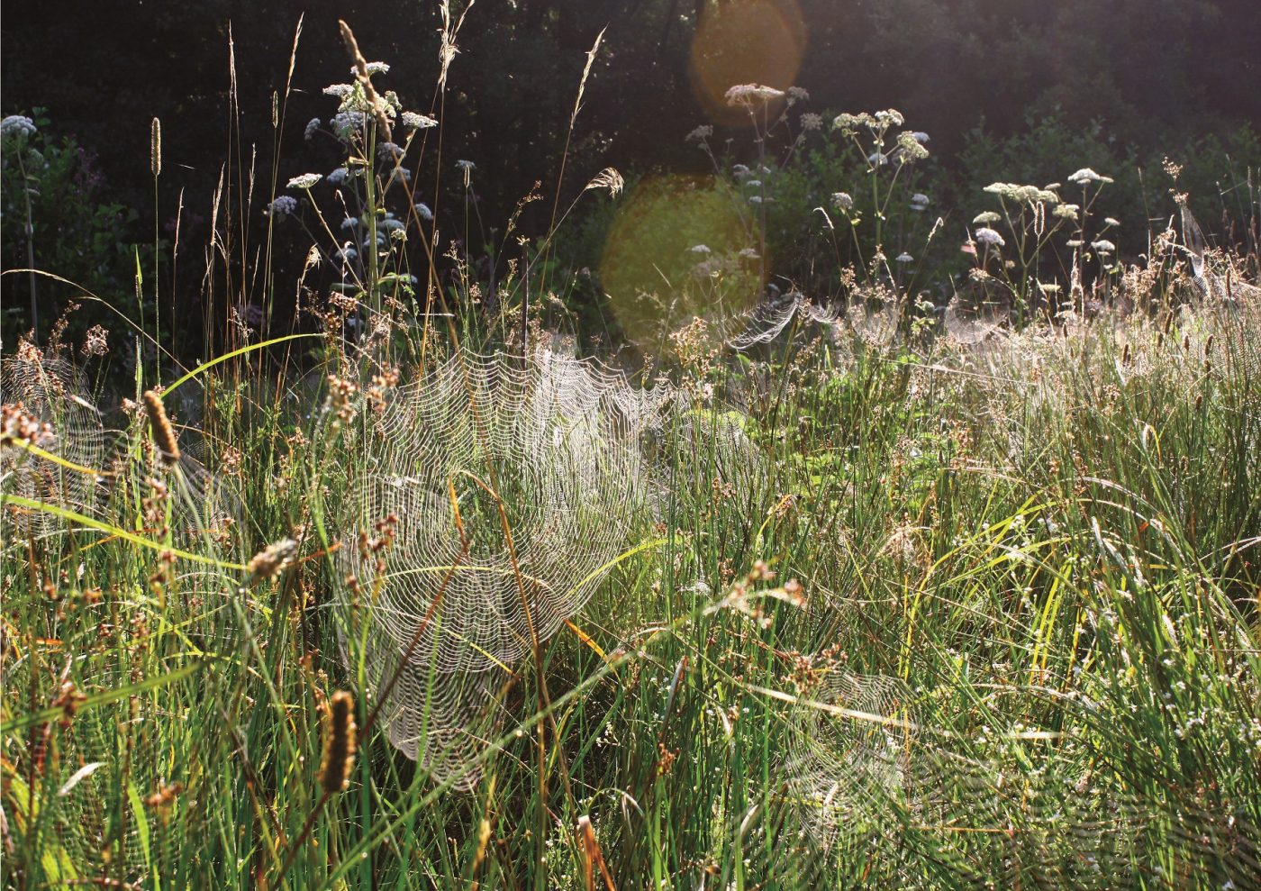 Spinnenweben im Gras