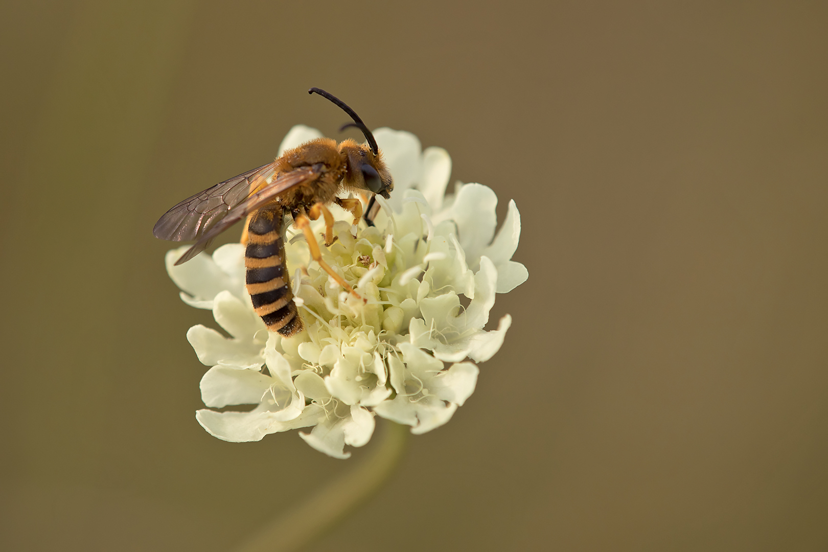 Eine Biene in einer Blume