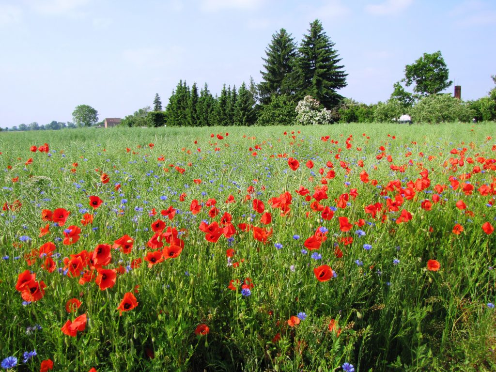 Mohn und Kornblumen