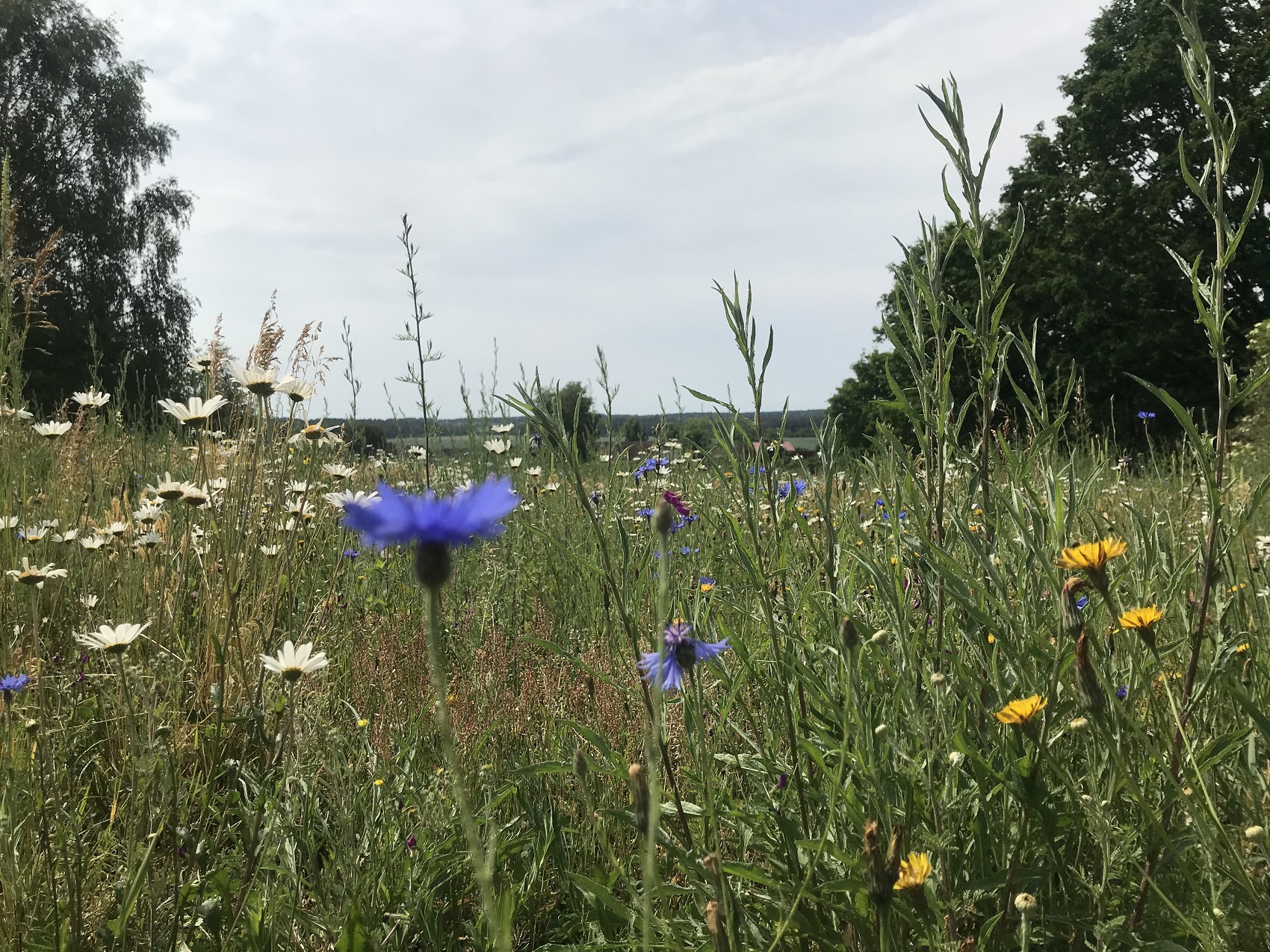 Blumenwiese beim Hirseberg