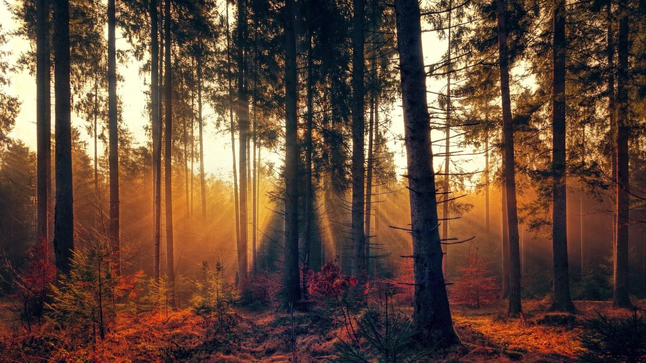 Sonnenstrahlen im Herbstwald von Pixabay
