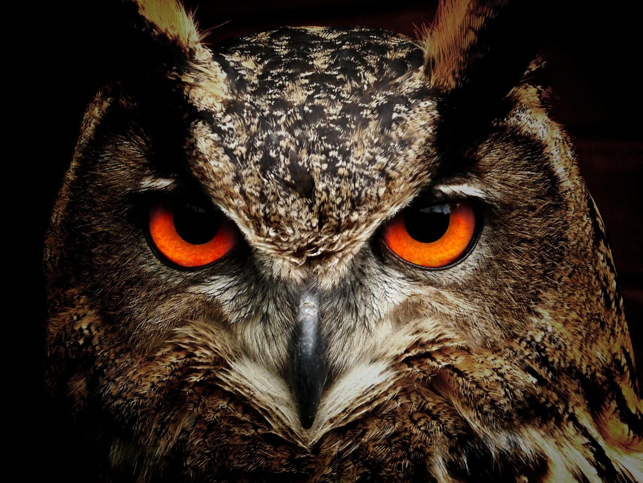 Waldohreule mit orangenen Augen von Pixabay