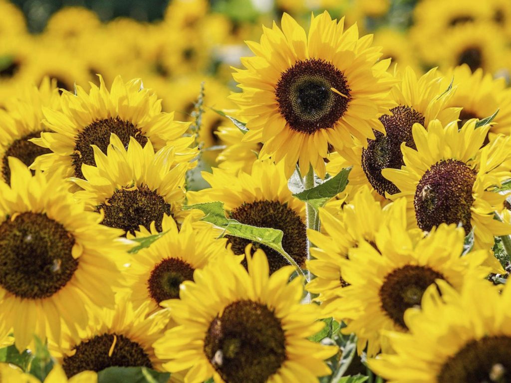 Sommer im Naturpark Fläming