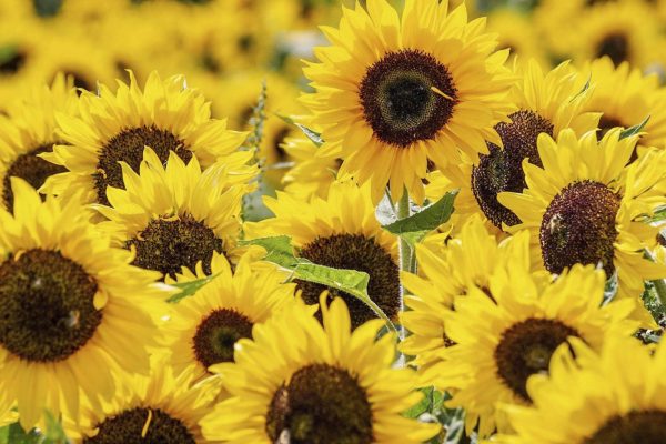 Sommer im Naturpark Fläming
