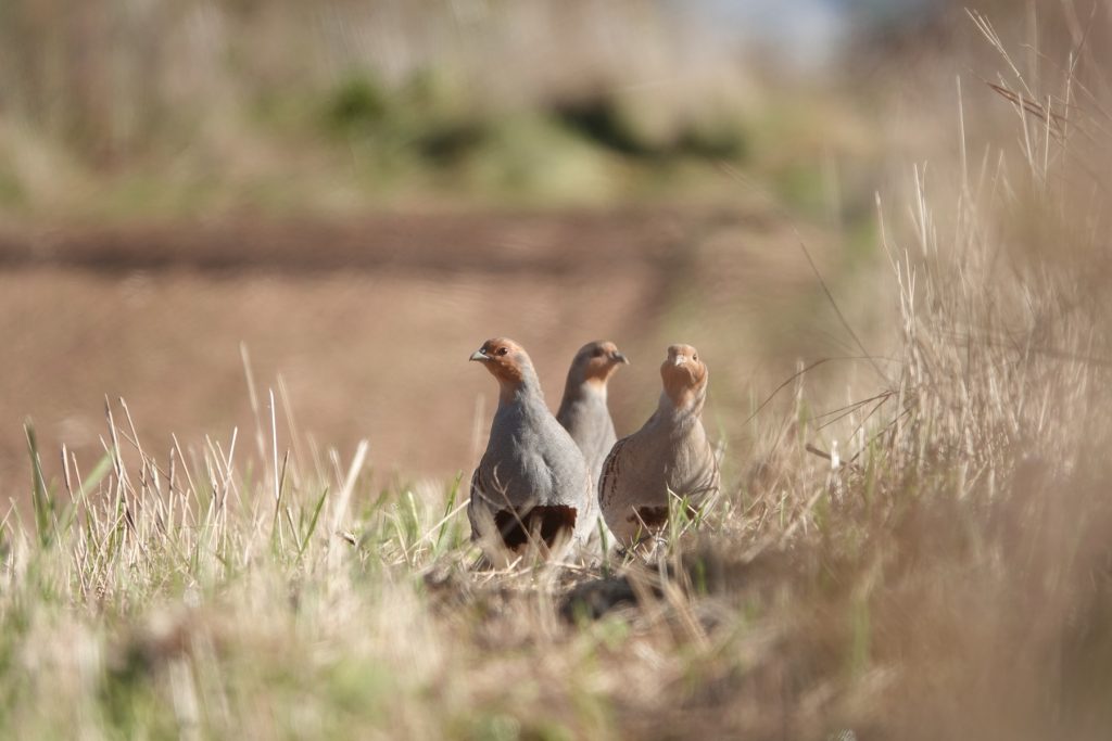 Drei Rebhühner auf einem Feldweg